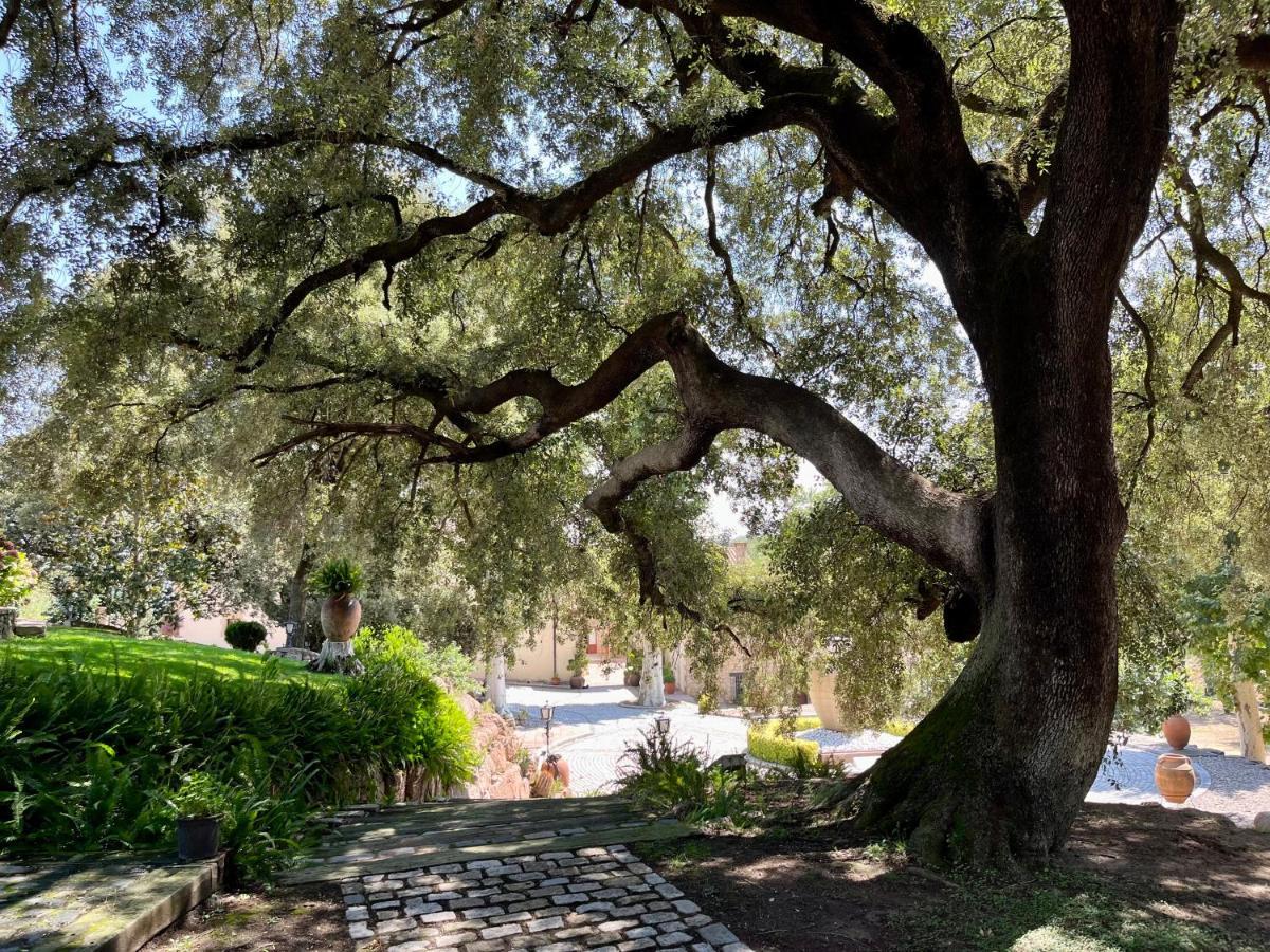 Masia Can Viver - Olive Oil Tourism B&B Bigues I Riells Extérieur photo